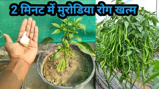 2 मिनट में मिर्च के पौधे का कीड़ा और मुरोड़िया leaf curl virus रोग बाहर निकालने का अचूक घरेलु उपय [upl. by Anhoj]