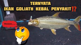 IKAN GOLIATH TERNYATA KEBAL WHITESPOT DAN JAMUR⁉️BENARKAH⁉️INILAH KEUNGGULAN IKAN GOLIATH‼️ [upl. by Ade]