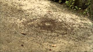 GeoVideo 0020 Army Ant Death Spiral 1080p [upl. by Ydiarf]