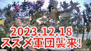 20231218 スズメ軍団現る。トラッキング機能 すずめの親子、こすずめにごはんをあげる [upl. by Keating439]