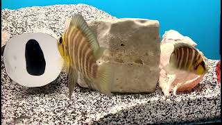 EXOTIC AFRICAN CICHLID  COMPRESSICEPS MUZI GOLDHEAD BREEDING AND CARE GUIDE I ZORRIEGL’S AQUARIUM [upl. by Fidel]