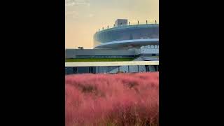 Beilonghus Muhlenbergia capillaris 粉黛 is in full bloom—a stunning mustsee place in Zhengzhou [upl. by Meggs]