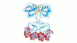 Tetrameric cdiGMP Mediates BldD Dimerization [upl. by Bailar]