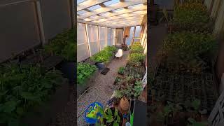 overflowing abundance in the lean to house greenhouse sunandbloomfarms designed with permaculture [upl. by Boles]