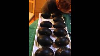 Emu Eggs moving to Whistle [upl. by Imuyam]