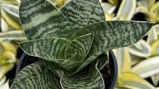 propagated snake plant withfrom leaf Sansevieria trifasciata [upl. by Ciccia]