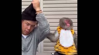 Monkey shocked by bushy hair animals funnyvideo monkey monkeyvideo china [upl. by Heigl]