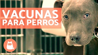 Vacunas para perros cachorros y adultos  CONSEJOS VETERINARIOS [upl. by Ahsilrae788]