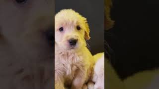 1month old golden retriever Barking in angry mood😅  so adorable [upl. by Hestia]