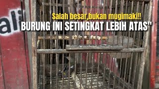 Setingkat lebih unggul‼️burung jacklin yang dianggap sama dengan burung mugimaki‼️KangarifPantau [upl. by Urien]