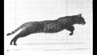 Eadweard Muybridge  Cat [upl. by Naillig]