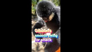 Gibbon swings down from trees to get snack at forest park in SW China [upl. by Nhepets751]