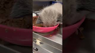 Kitten Mitzie melts hearts with adorable food nap [upl. by Anelis]