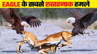 The Most Amazing Eagle Attacks Ever Caught on Camera बाज के खतरनाक हमले [upl. by Polky]