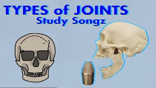 LEARN ANATOMICAL ARTICULATIONS Types of Joints Song  Study Songz [upl. by Kristine626]