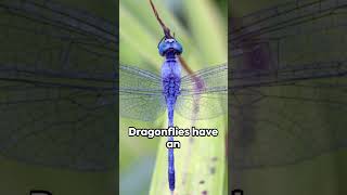 Dragonflies Catch Prey Mid Air animals love nature [upl. by Nostets12]