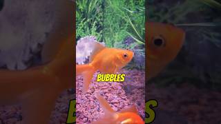 The Heroic Goldfish  Splash and Bubbles goldfish aquarium fishtank [upl. by Matronna813]