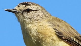 Sweet songsters – Yellowrumped Thornbills in the Capertee Valley [upl. by Norac]