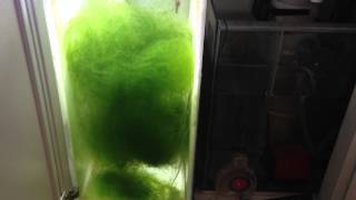 DIY Chaetomorpha tumbler refugium [upl. by Colyer]