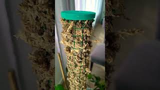 My husband made this moss pole [upl. by Dunson]