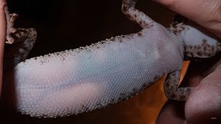 Leopard Gecko Lays An Egg But It Gets Stuck [upl. by Adleme]