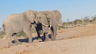 Elephants near Makgadikgadi Pans [upl. by Brittney778]