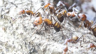 Camponotus nicobarensis Ants [upl. by Awe]