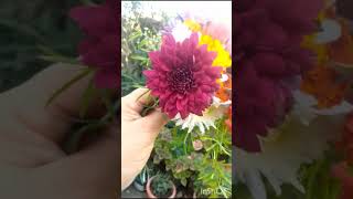 أخطأنا في تقدير هذه الأزهار  chrysanthèmesالبيئة الجمال nature environement flowers [upl. by Berke]