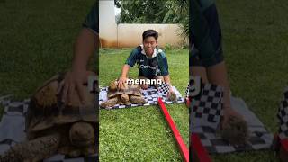 Lomba lari kura kura vs kelinci [upl. by Tri]