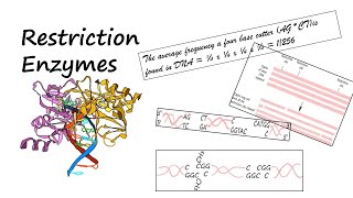 Restriction Enzymes That Cleave DNA into Fragments genetics biotechnology [upl. by Hewes]