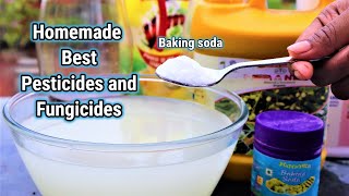 Easy and Effective Homemade Organic Pesticide and Fungicides for any plants  Baking soda [upl. by Ettenawtna]