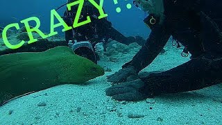 PlayingFeeding a GIANT Moray Eel [upl. by Deanne]