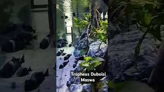 Tropheus Duboisi Maswa [upl. by Schnabel]