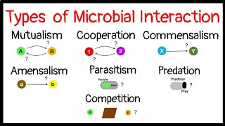 Microbial InteractionMutualismCooperationCommensalismAmensalismParasitismPredationCompetition [upl. by Doris671]