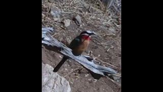 White fronted Beeeater Giant Kingfisher and a Bushbuck at Olifants [upl. by Accever]