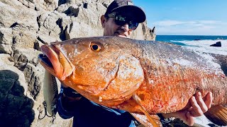 BIG Cubera Snapper from the rocks [upl. by Elacim]