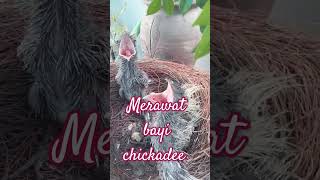 merawat bayi pinniped music birds snake [upl. by Aisel]