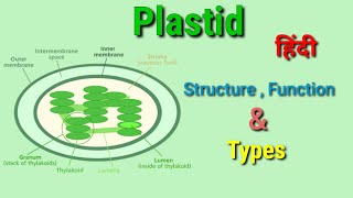 Plastids  Structure Function and Types of plastids  Cell organelles Plastids  Cell biology [upl. by Wylen]