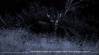 Faune sauvage des Pyrénées [upl. by Lathrop]