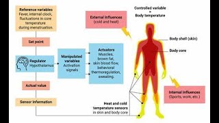 Ways to take temperature of the body oral thermometers Mercury thermometers and non contact infrar [upl. by Kensell]