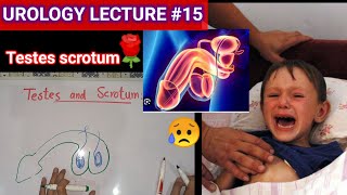 Urology surgery lecture 15 testes and scrotums undecended testis ectopic testis [upl. by Athelstan315]