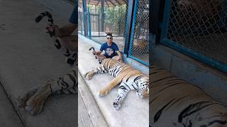 Tiger Kingdom  Tiger 🐅  Thailand viralvideo shorts viralshorts [upl. by Tybalt]