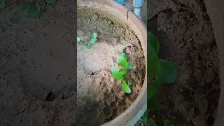 Vegetative propagation of Bryophyllum from its leaves shortsyoutube shorts [upl. by Hagi195]