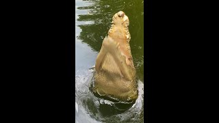 Close up to a giant saltwater crocodile feeding [upl. by Aynnek]