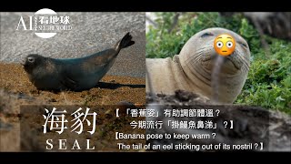 【Seal Banana pose to keep warm？Tail of eel sticking out of its nostril？】 [upl. by Enylrac]