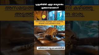 Salih Thacher  Ella jeevikalum orupole 😅 Plz subscribe channel to watch more videos 🌹 [upl. by Mahmud]