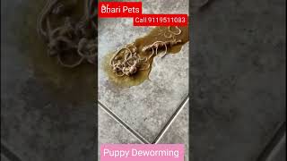 Worms in dog puppies Deworming of Puppies type of worms in puppies [upl. by Anitsuga40]