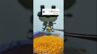 العدس تحت الميكروسكوب  lentil under a microscope [upl. by Sandry]