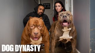 Kong The 150lb Pitbull Puppy Set To Outgrow Hulk  DOG DYNASTY [upl. by Ebeohp]