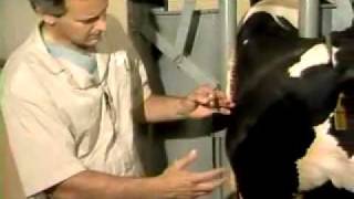 Jugular vein Blood Collection and Injection In a cow [upl. by Winne]